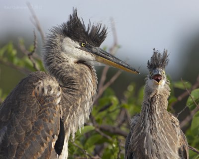 Great Blue Heron