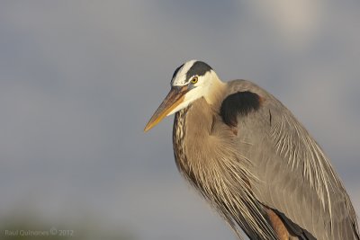 Great Blue Heron