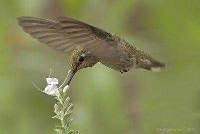 Annas Hummingbird female