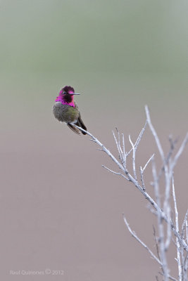 Anna's Hummingbird