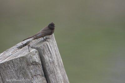 Black Phoebe