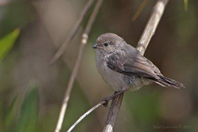 Bushtit