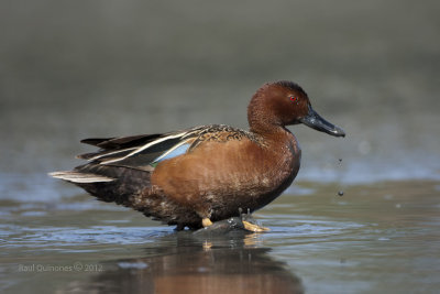 Cinnamon Teal