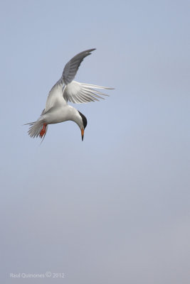 Common Tern