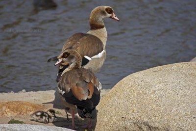 Egyptian Goose