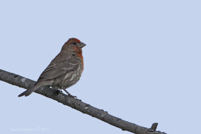 House Finch