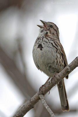 Song Sparrow