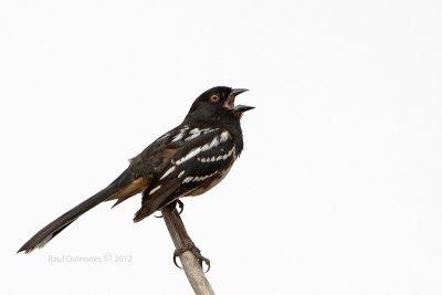 Spotted Towhee