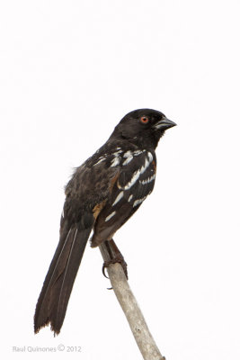 Spotted Towhee