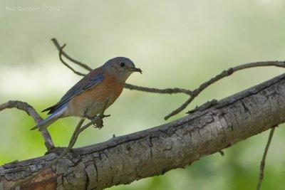 Western Bluebird