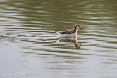 Wilson's Phalarope