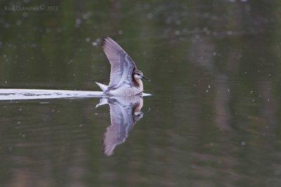 Wilson's Phalarope