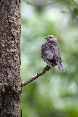 Bob-tailed Grackle (female)