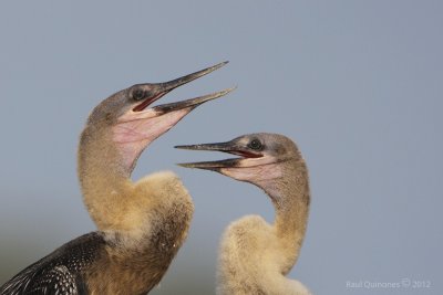 Anhinga inmature