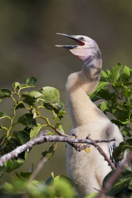 Anhinga chick