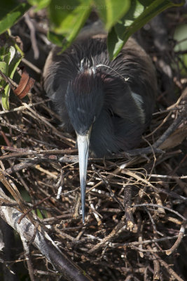Tricolored Heron on nest