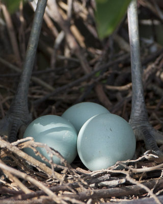Tricolored Heron Legs and eggs