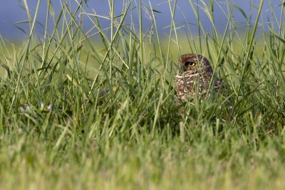 Burrowing Owl