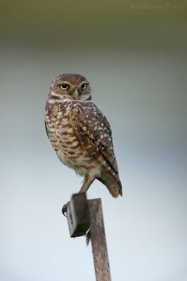 Burrowing Owl