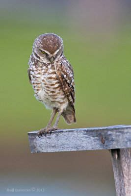 Burrowing Owl