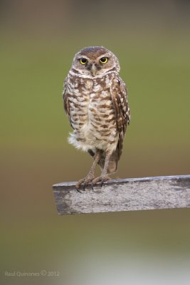 Burrowing Owl