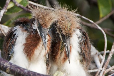 Tricolored Heron chicks