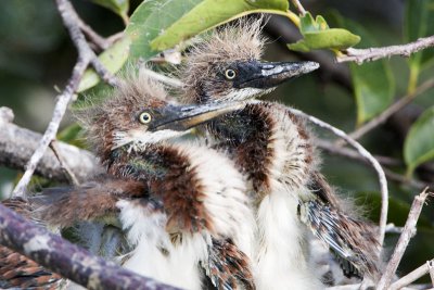 Tricolored Heron chicks