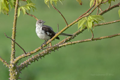Northern Mockingbird (Ruiseor)