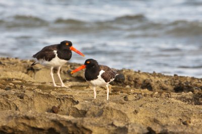 American Oystercatcher (Ostrero)