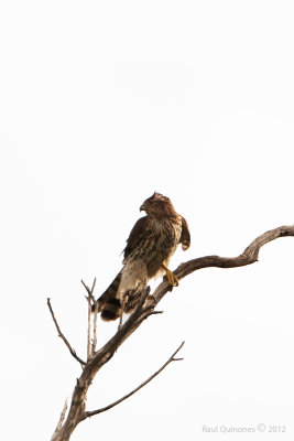 Cooper's Hawk