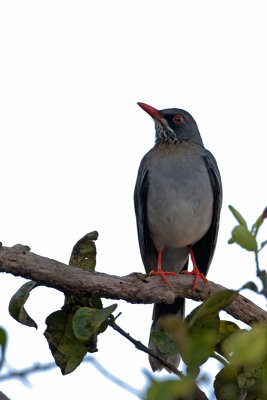 Red-legged Thrush (Zorzal Patirrojo)