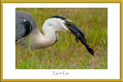 Eye to Eye (Great Blue Heron)