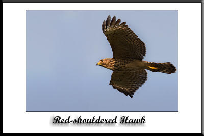 Red-Shouldered Hawk flight