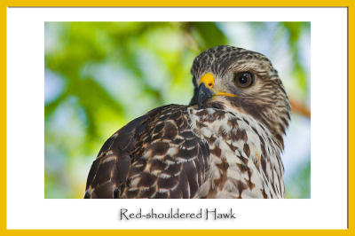Curious Red-Shouldered Hawk