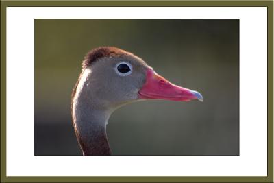 Black-bellied Whistling-Duck