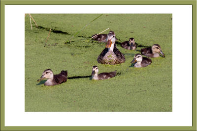 Mottled Duck family