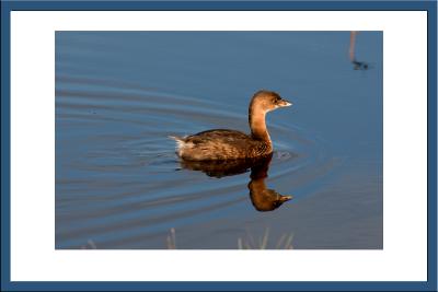 Pied-billed Grebe