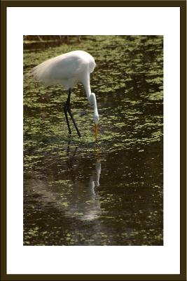 Great Egret and reflection