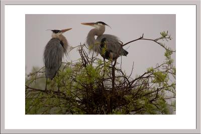 Great Blue Heron mating dance