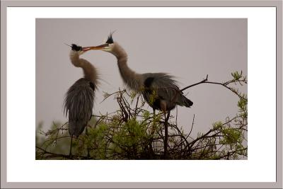 Great Blue Heron love