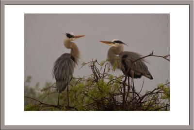 Great Blue Heron mating dance