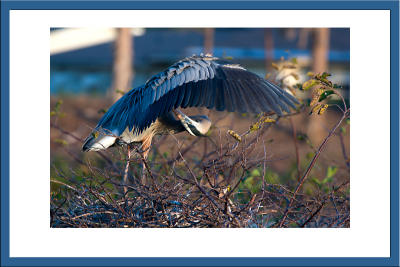 Great Blue Heron