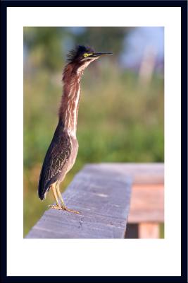 Long Neck
