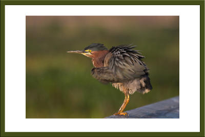 Green Heron