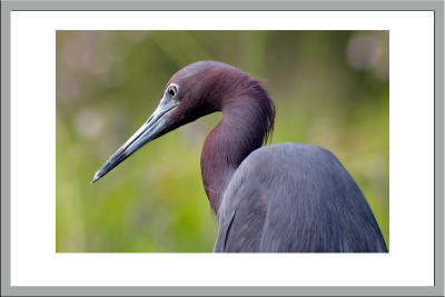 Little Blue Heron