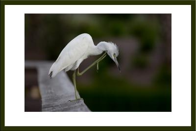 Little blue heron (Immature)