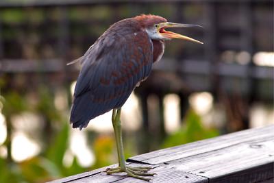 Immature Tricolored Heron