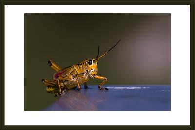 southern lubber grasshopper