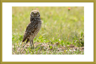 Burrowing Owl
