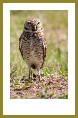 Burrowing Owl